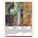 INSECTES RAVAGEURS ET MALADIES DES ARBRES ET ARBUSTES D'EUROPE_1