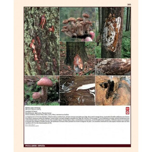 INSECTES RAVAGEURS ET MALADIES DES ARBRES ET ARBUSTES D'EUROPE 3