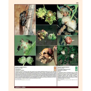 INSECTES RAVAGEURS ET MALADIES DES ARBRES ET ARBUSTES D'EUROPE 4