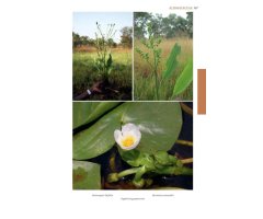 FLORE ILLUSTRÉE DU BURKINA FASO ET DU MALI (2 VOLUME SET) 3