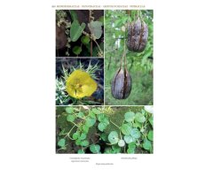 FLORE ILLUSTRÉE DU BURKINA FASO ET DU MALI (2 VOLUME SET) 5