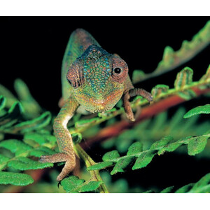 UDZUNGWA. TALES OF DISCOVERY IN AN EAST AFRICAN RAINFOREST 3