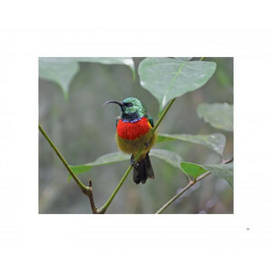 UDZUNGWA. TALES OF DISCOVERY IN AN EAST AFRICAN RAINFOREST 5