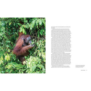 ORANGUTANS. THEIR HISTORY, NATURAL HISTORY AND CONSERVATION 4