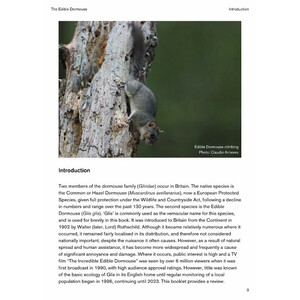 THE EDIBLE DORMOUSE (GLIS GLIS) 3