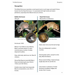 THE EDIBLE DORMOUSE (GLIS GLIS) 4