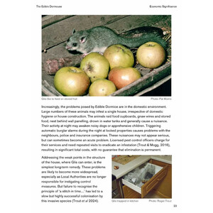 THE EDIBLE DORMOUSE (GLIS GLIS) 5