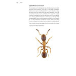 NATURALISTS' HANDBOOKS 24. ANTS 5