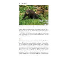 PINE MARTEN. THE SECRET LIFE OF MARTES MARTES 2