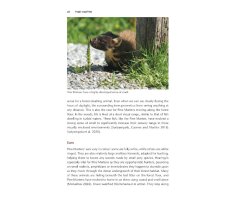 PINE MARTEN. THE SECRET LIFE OF MARTES MARTES 3