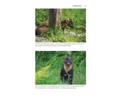 PINE MARTEN. THE SECRET LIFE OF MARTES MARTES 4