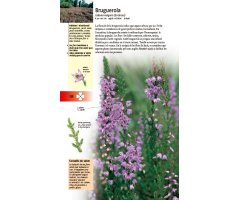 PLANTES MEDICINALS. 350 ESPÈCIES D'EUROPA 4