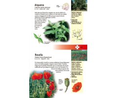 PLANTES MEDICINALS. 350 ESPÈCIES D'EUROPA 5