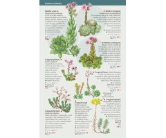 110 FLORS D\'ALTA MUNTANYA DELS PIRINEUS QUE CAL CONÈIXER. MINIGUIA DE CAMP 2