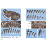 GUÍA DE IDENTIFICACIÓN DE LAS PLUMAS DE LAS RAPACES DIURNAS DE LA PENÍNSULA IBÉRICA, BALEARES Y CANARIAS 4