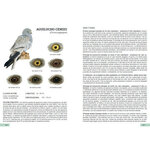 GUÍA DE IDENTIFICACIÓN DE LAS PLUMAS DE LAS RAPACES DIURNAS DE LA PENÍNSULA IBÉRICA, BALEARES Y CANARIAS 6