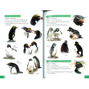 POCKET GUIDE TO BIRDS OF THE ANTARTIC PENINSULA, SOUTH GEORGIA AND THE FALKLAND ISLAND_1