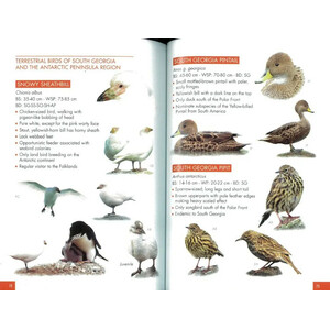 POCKET GUIDE TO BIRDS OF THE ANTARTIC PENINSULA, SOUTH GEORGIA AND THE FALKLAND ISLAND 4