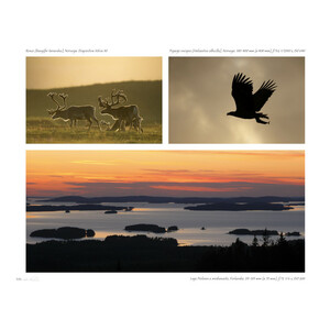 RUMBO ÁRTICO. FOTOGRAFIANDO LA NATURALEZA EN EL CÍRCULO POLAR 5