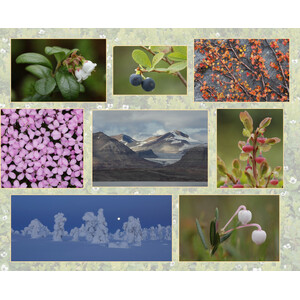 RUMBO ÁRTICO. FOTOGRAFIANDO LA NATURALEZA EN EL CÍRCULO POLAR 6