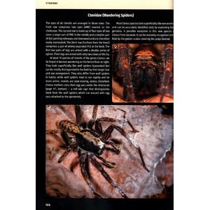 BORNEO SPIDERS. A PHOTOGRAPHIC FIELD GUIDE 3