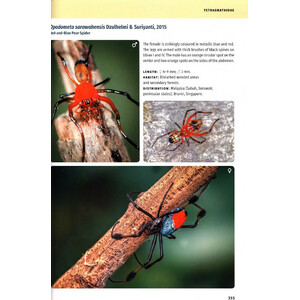BORNEO SPIDERS. A PHOTOGRAPHIC FIELD GUIDE 4