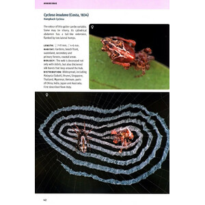 BORNEO SPIDERS. A PHOTOGRAPHIC FIELD GUIDE 5