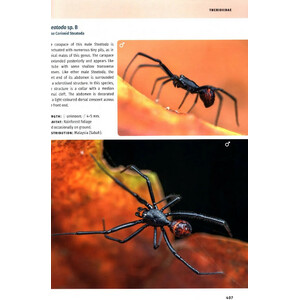 BORNEO SPIDERS. A PHOTOGRAPHIC FIELD GUIDE 6