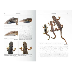 THE GENUS OMMATOTRITON_1