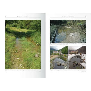 THE GENUS OMMATOTRITON 3