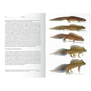 THE GENUS OMMATOTRITON 4