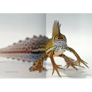 THE GENUS OMMATOTRITON 5