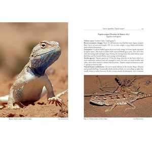 FIELD GUIDE TO THE AMPHIBIANS AND REPTILES OF ISRAEL 3