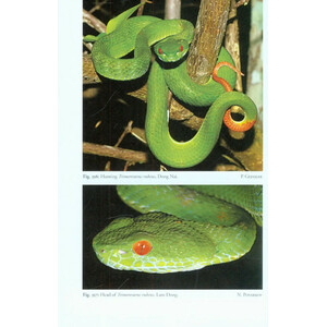 A PHOTOGRAPHIC FIELD GUIDE TO THE AMPHIBIANS AND REPTILES OF THE LOWLAND MONSOON FORESTS OF SOUTHERN VIETNAM 6