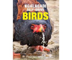 KGALAGADI SELF-DRIVE BIRDS
