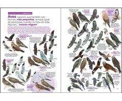 GUÍA DE LAS AVES DESESPERANTES DE ESPAÑA 3