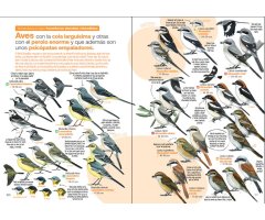 GUÍA DE LAS AVES DESESPERANTES DE ESPAÑA 4
