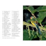 A PHOTOGRAPHIC GUIDE TO THE BIRDS OF INDONESIA 3