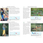 A PHOTOGRAPHIC GUIDE TO THE BIRDS OF INDONESIA 5