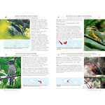 A PHOTOGRAPHIC GUIDE TO THE BIRDS OF INDONESIA 6