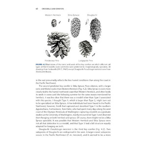 CROSSBILLS & CONIFERS. ONE MILLION YEARS OF ADAPTATION AND COEVOLUTION 4