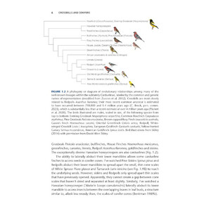 CROSSBILLS & CONIFERS. ONE MILLION YEARS OF ADAPTATION AND COEVOLUTION 6