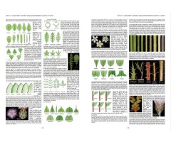PLANTAS SILVESTRES DE ESPAÑA PENINSULAR. GUÍA FOTOGRÁFICA Y CLAVES PARA SU IDENTIFICACIÓN 2