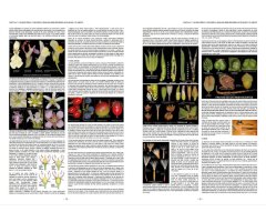 PLANTAS SILVESTRES DE ESPAÑA PENINSULAR. GUÍA FOTOGRÁFICA Y CLAVES PARA SU IDENTIFICACIÓN 3