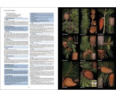 PLANTAS SILVESTRES DE ESPAÑA PENINSULAR. GUÍA FOTOGRÁFICA Y CLAVES PARA SU IDENTIFICACIÓN 4