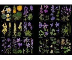 PLANTAS SILVESTRES DE ESPAÑA PENINSULAR. GUÍA FOTOGRÁFICA Y CLAVES PARA SU IDENTIFICACIÓN 5