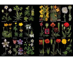 PLANTAS SILVESTRES DE ESPAÑA PENINSULAR. GUÍA FOTOGRÁFICA Y CLAVES PARA SU IDENTIFICACIÓN 6