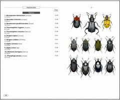 COLÉOPTÈRES D\'EUROPE SCARABÉES, HANNETONS, STAPHYLINS. HYDROPHILES VOL. 2 POLYPHAGA 3