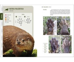 GUÍA VISUAL DE HUELLAS Y RASTROS DE LA FAUNA DE ESPAÑA Y RESTO DE EUROPA 6