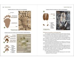 GUÍA VISUAL DE HUELLAS Y RASTROS DE LA FAUNA DE ESPAÑA Y RESTO DE EUROPA 7